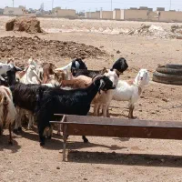 ۱۶راس بز ماده بیشترشون شکم اول دوم چاق آبستن