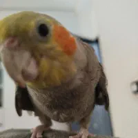 عروس هلندی|پرنده|جیرفت, |دیوار