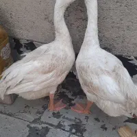 غاز نر و ماده