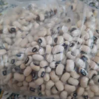 لوبیا چشم بلبلی امسالی