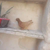 کفتر زرد بهبونی