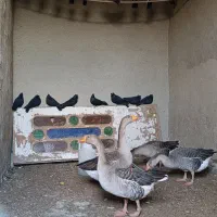 سیاه زاغ