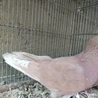 کبوتر پرشی سیرجان