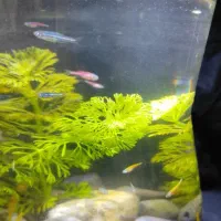 بچه زبرا دانیو،بچه گوپی،شریمپ یلو و بلو کربن|ماهی|قزوین, |دیوار