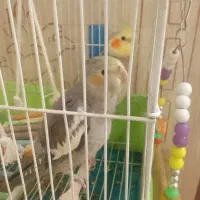 عروس هلندی نر و ماده