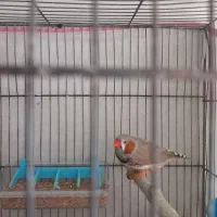 فنچ|پرنده|ملارد, |دیوار