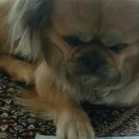 سگ پیکینز گمشده