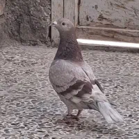 ماده کلون