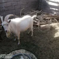 نری سانن|حیوانات مزرعه|گلباف, |دیوار