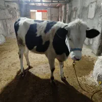 گوساله سیمنتال صنعتی دوماه ابست هیکل درشت مفت|حیوانات مزرعه|بجنورد, |دیوار