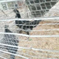 جوجه مرغ محلی|حیوانات مزرعه|فشم, |دیوار