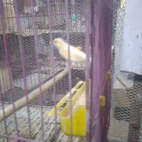 قناری|پرنده|بندرعباس, |دیوار