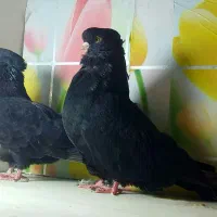کبوتر زاغ