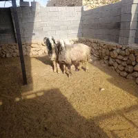 قوچ داشتی|حیوانات مزرعه|جره و بالاده, |دیوار