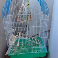 عروس هلندی بسیار زیرک|پرنده|ساری, |دیوار