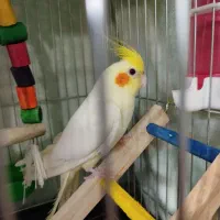 عروس هلندی نر