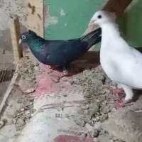 کبوتر کرمانی|پرنده|زاوه, |دیوار