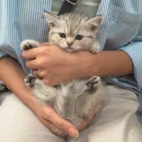 بچه گربه بریتیش شورت هیر|گربه|ساری, |دیوار