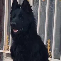 ژرمن‌ شولاین‌بلک