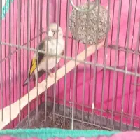 جوجه سهره|پرنده|کرمانشاه, |دیوار