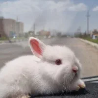 بچه خرگوش|موش و خرگوش|دهگلان, |دیوار