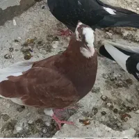 کبوتر نر