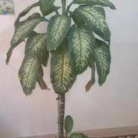 گل دیفن باخیا