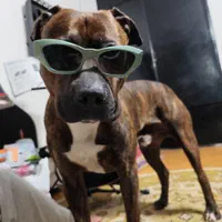 سگ پیتبول گمشده|حیوانات|گرگان, |دیوار