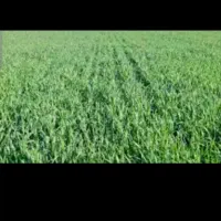 پارس اباد بهمن شیر پایین کانال بزرگ