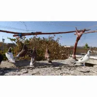 فروش تعدادی کبوتر|پرنده|خرم بید, |دیوار