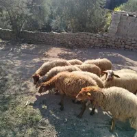 میش جوان آبستن|حیوانات مزرعه|لوشان, |دیوار