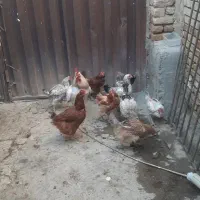 فروش مرغ بومی