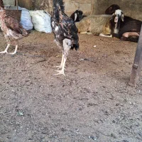 مرغ لاری|حیوانات مزرعه|رامیان, |دیوار