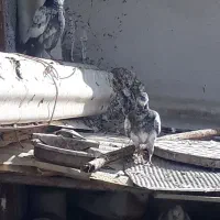 کبوتر|پرنده|سرپل ذهاب, |دیوار