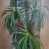 درخت مصنوعی ناناس