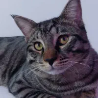 واگذاری پت|گربه|پردیس, فاز ۱۱|دیوار