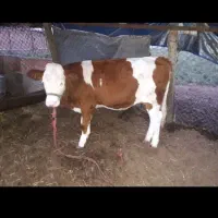 گوساله سمینتال صنعتی ماده