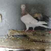 یک جفت سار‌|پرنده|شیروان (خراسان), |دیوار