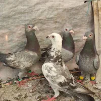 کبوتر