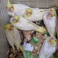 عروس هلندی