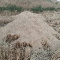 کاه