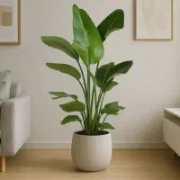 نخل نیکولای بالای ۱۵۰ سانت