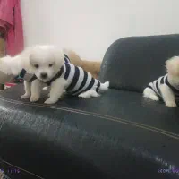 توله سگ اشپیتز. سگ آپارتمانی|سگ|آبادان, |دیوار