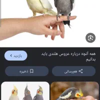 یک عدد عروس هلندی گم شده