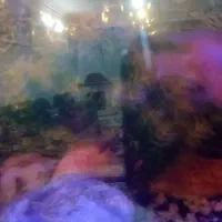 آکواریوم با لوازم|ماهی|مشهد, توس (بلوار توس)|دیوار