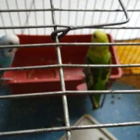 مرغ عشق|پرنده|مبارکه, |دیوار