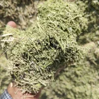 فروش خارشتر سبز