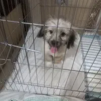 سگ شیتزو مامره ۲نیم ماهه سالم|سگ|مشهد, حضرت حجت|دیوار