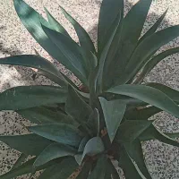 ۷عدد گلدان گل