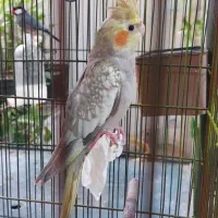 عروس هلندی معاوضه با قناری